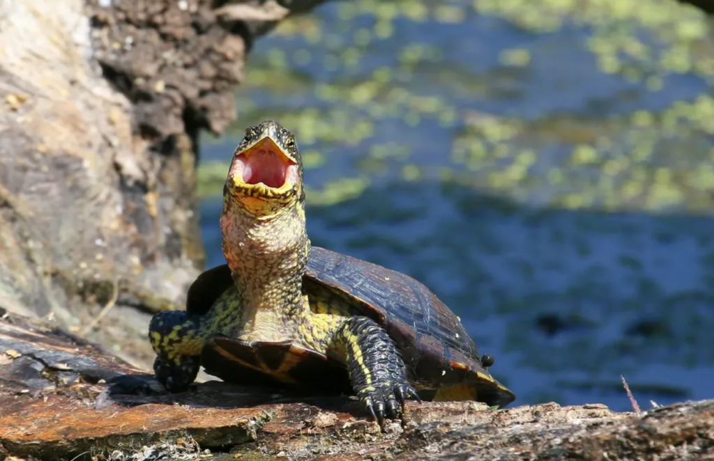 Turtles chat with each other in their own special way