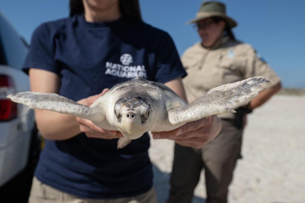 The National Aquarium returned 25 juvenile sea turtles to the ocean