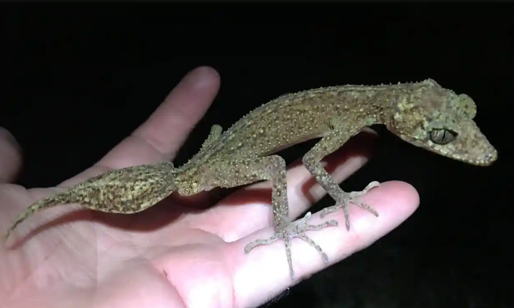 The new opened Scawfell Island leaf-tailed gecko