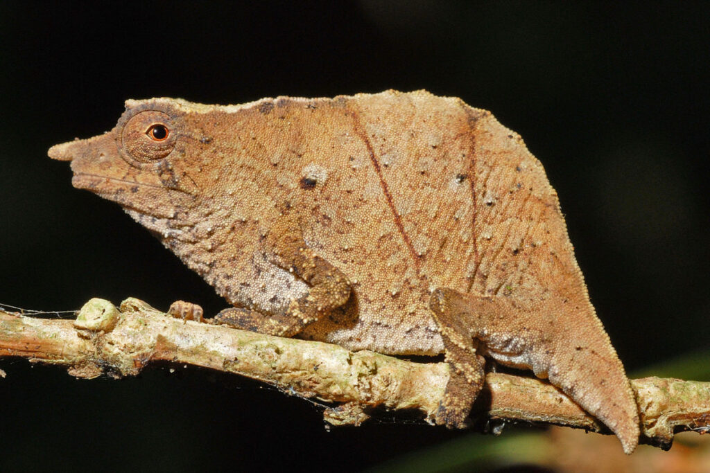 Newly described chameleon species from Eastern Arc Mountains