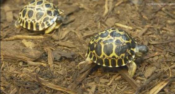 A radiated tortoise Mr Pickles and his mate, Mrs Pickles