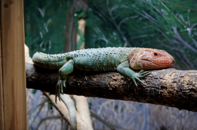 In The Kentucky Reptile Zoo