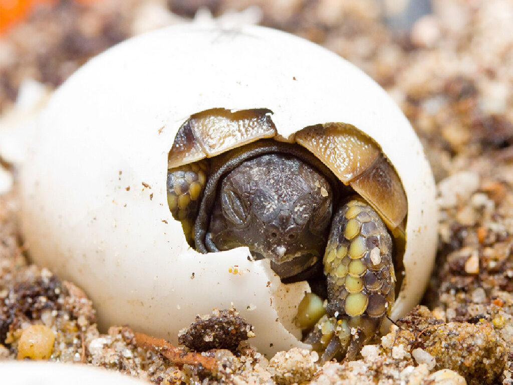 baby tοrtοise