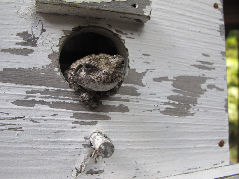 frog houses