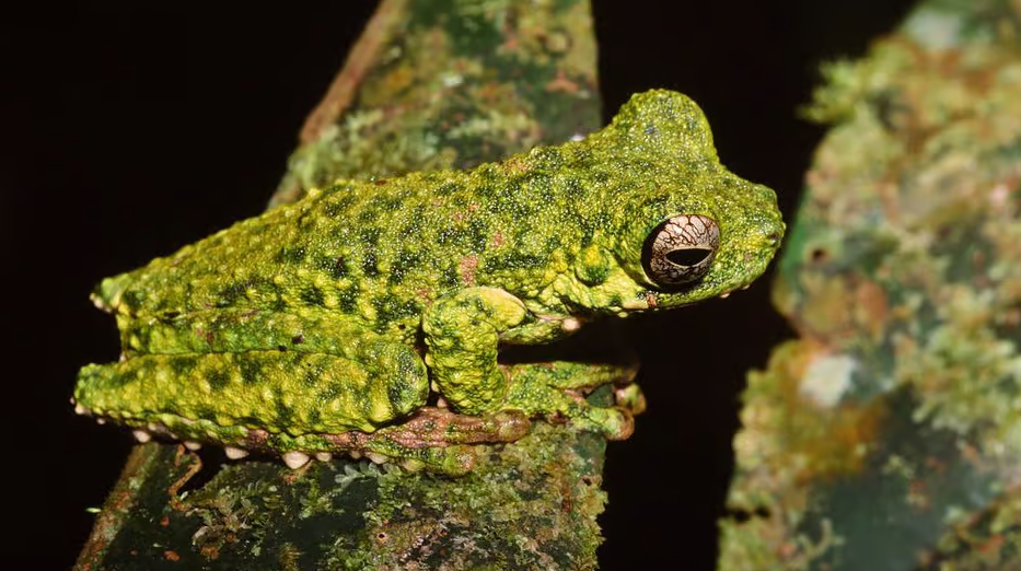 Red-bellied Treefrog (Litoria haematogaster). Credit; Steve Richards