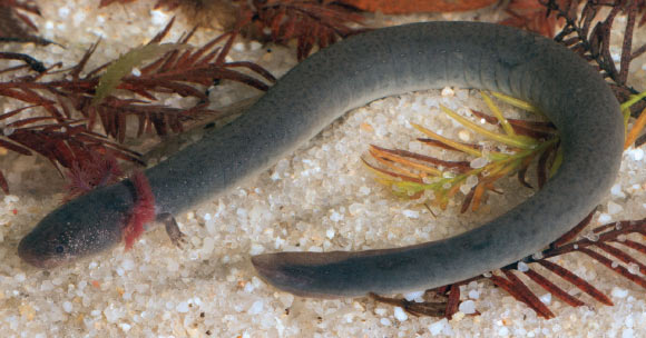 Siren sphagnicola
