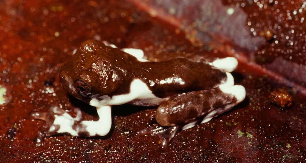 "Bird poo frog"—The Crater Mountain treehole frog