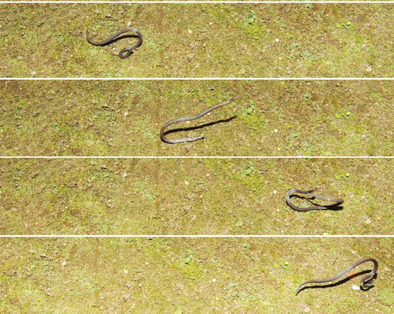 Dwarf Reed Snake