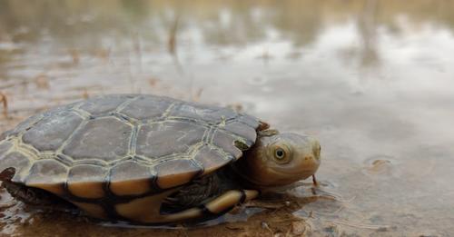 Freshwater Turtle