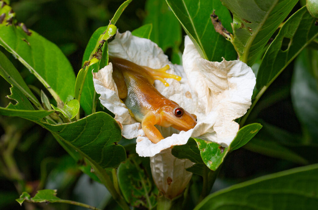 The frog Xenohyla truncata might be the first pollinating amphibian.