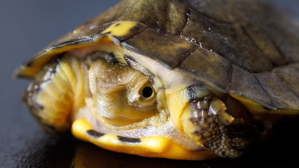 Four-eyed turtle