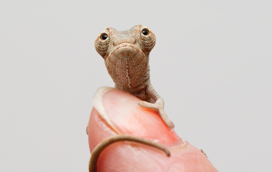 Panther chameleon