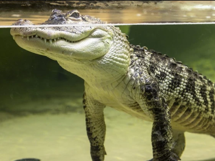 American alligator at the Reptilia zoo