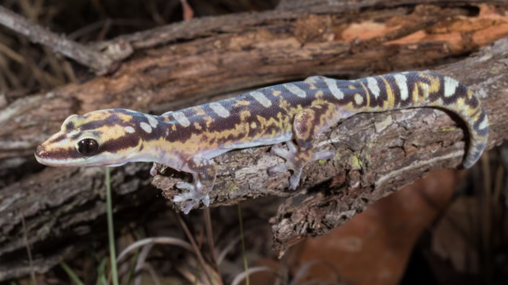 Ocellated velvet gecko