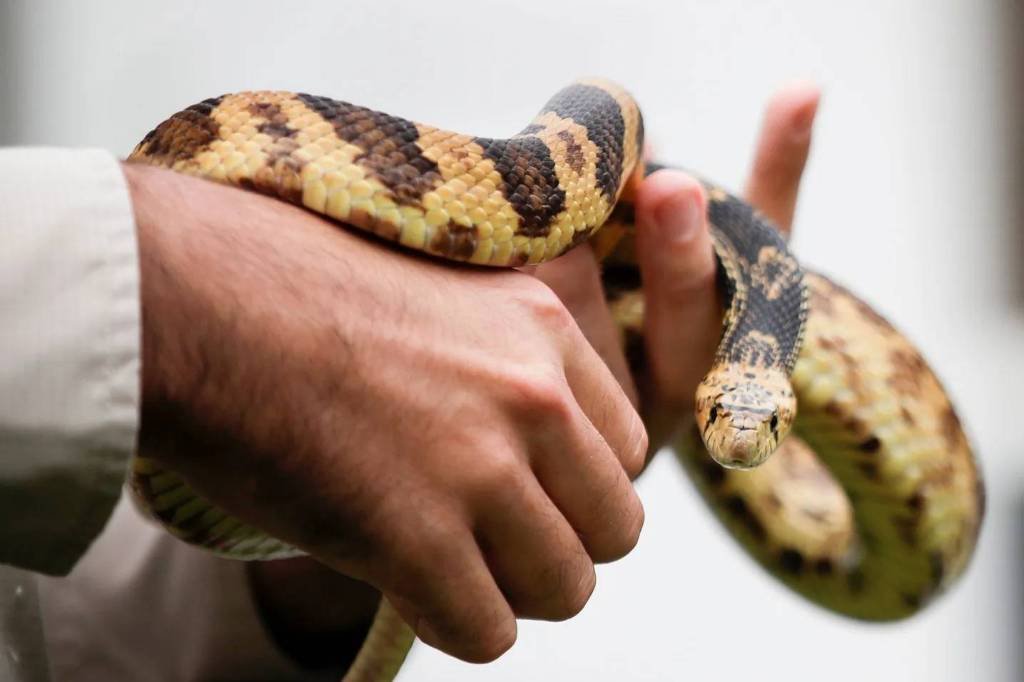 one of the pine snakes released in Kisatchie National Forest