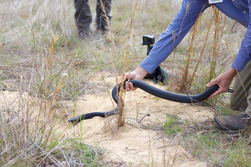 Captive-Bred Eastern Indigo Snakes