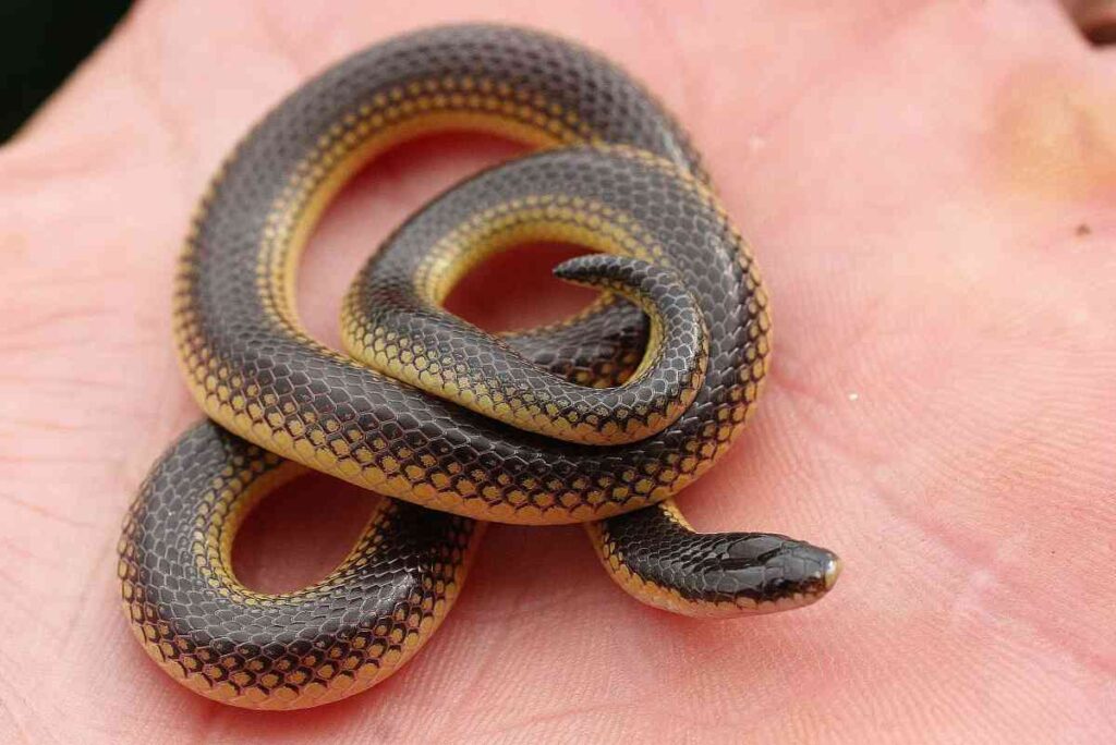 This reptile belongs tj the new family of snakes