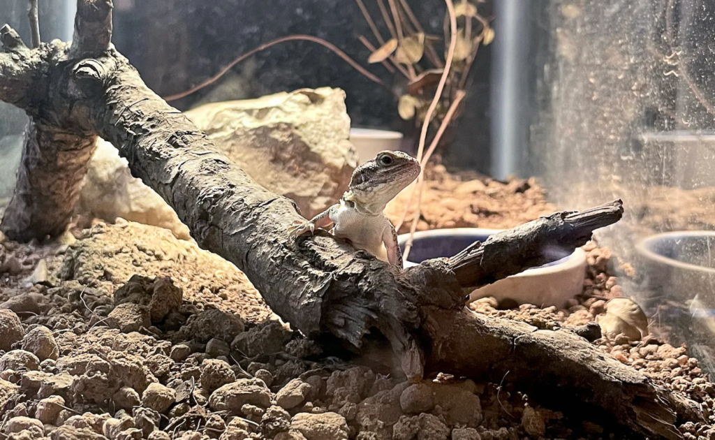 In Reptilandia Zoo