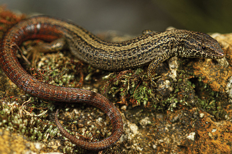 Andean lizard