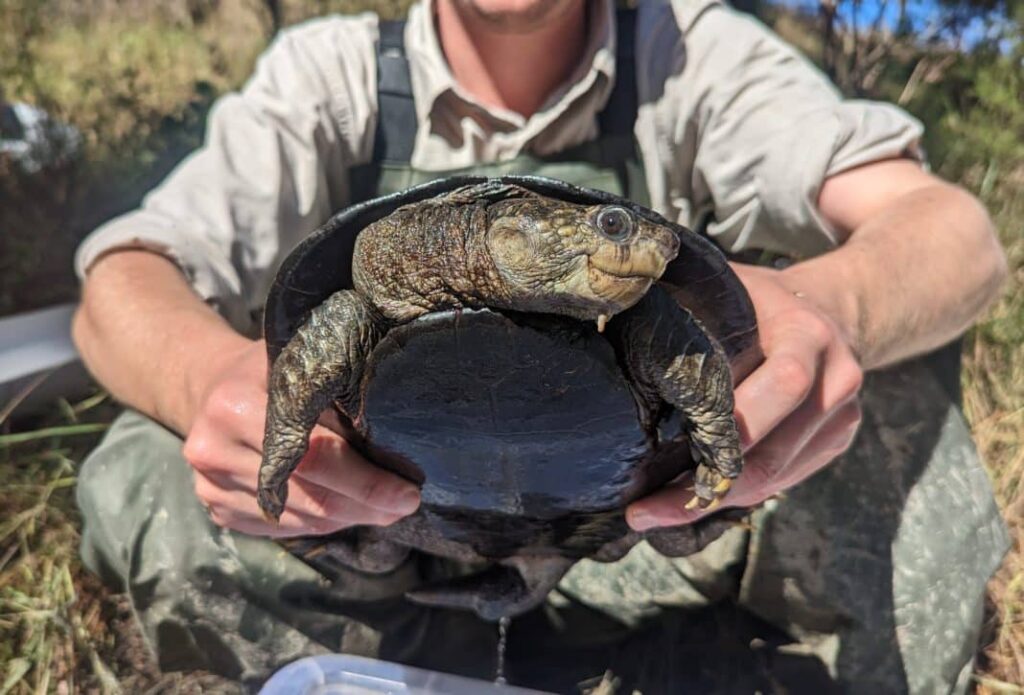 White-throated snapping turtle