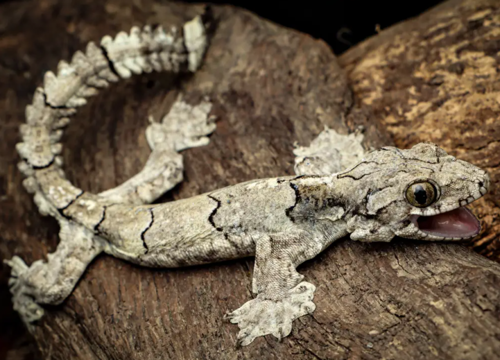 Parachute gecko (Gekko mizoramensis).