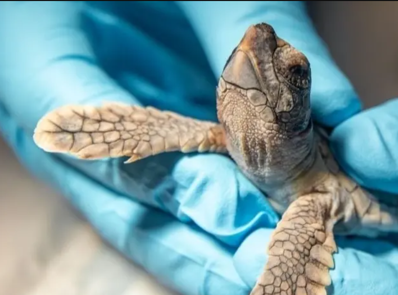 Five species of sea turtle nest along Florida beaches.