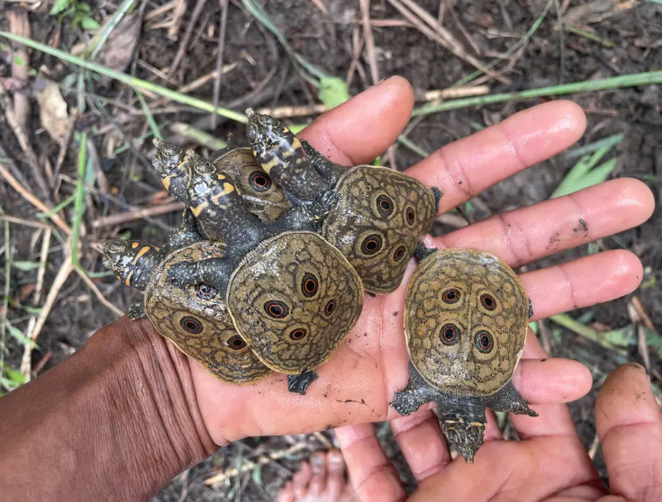 Burmese peacock turtles