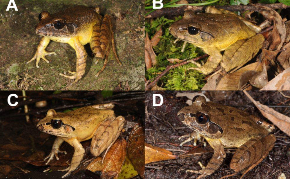 Barred frog