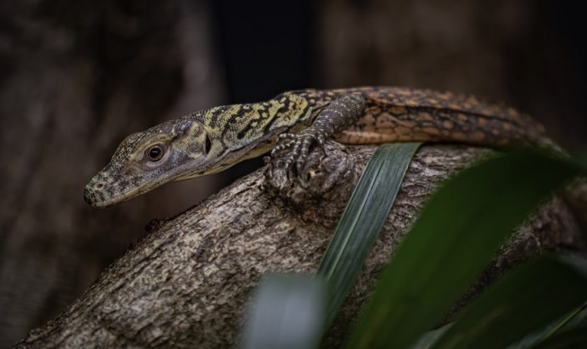 Komodo dragons—the largest living lizard on the planet
