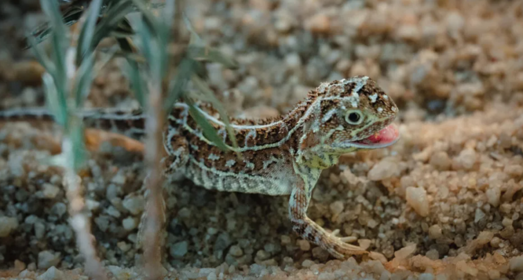 Victorian grassland earless dragon