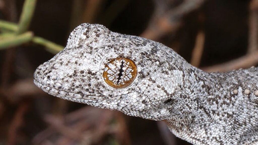 A new species of gecko with "psychedelic" eyes