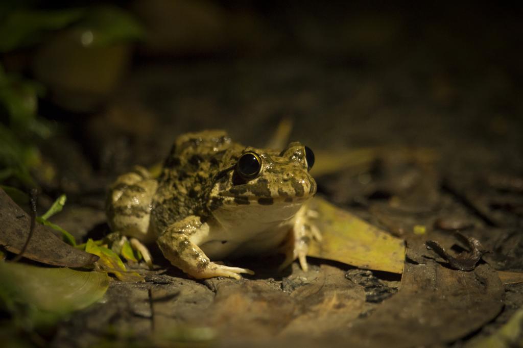Microplastics in frogs are potential threats to healthy wetland ecosystems