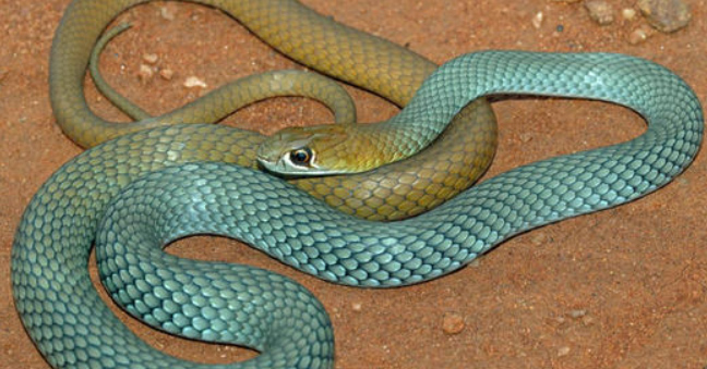 Desert Whip Snake