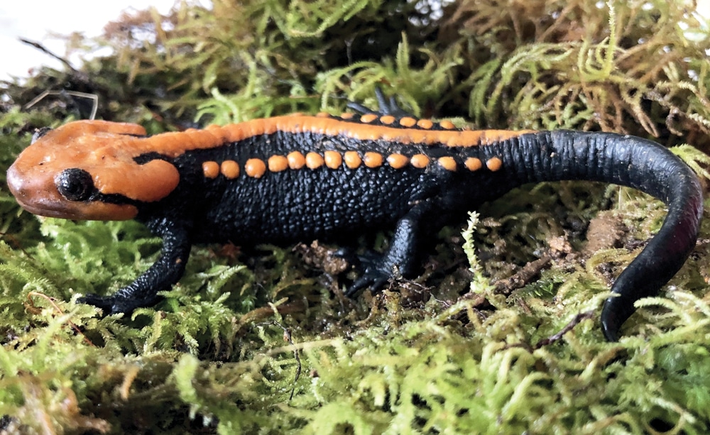 New Species of Crocodile Newt—Tylototriton Ngoclinhensis