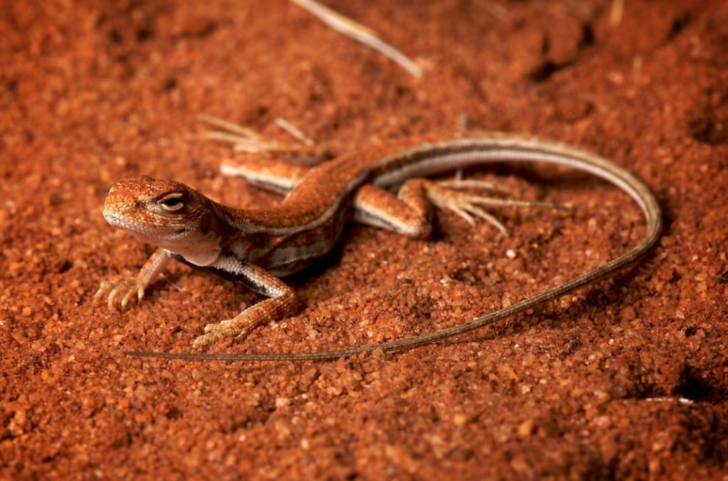 One newly discovered species of sand dragon lizards