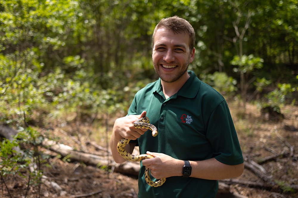 Fort Worth Zoo Releases Rare Louisiana Pine Snakes