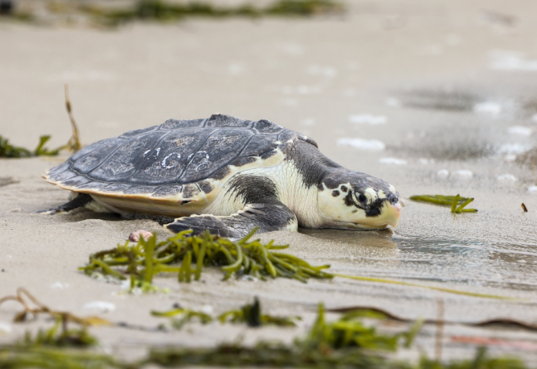 After rehabilitation at the New England Aquarium’s Sea Turtle Hospital, sea turtles are back in the ocean