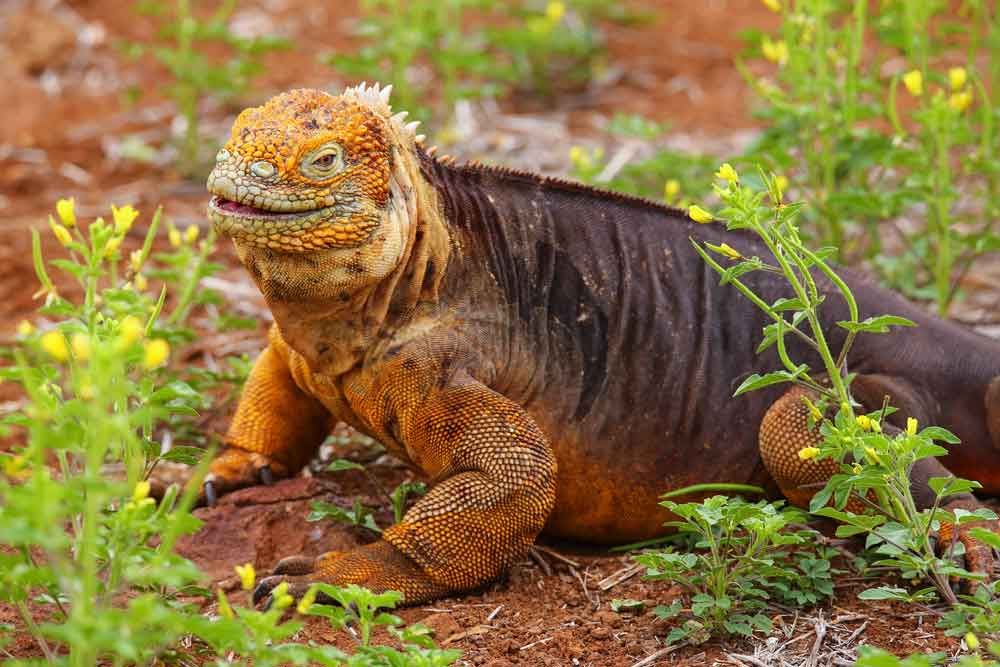 More than 800 herp species will go extinct over the next 100 years