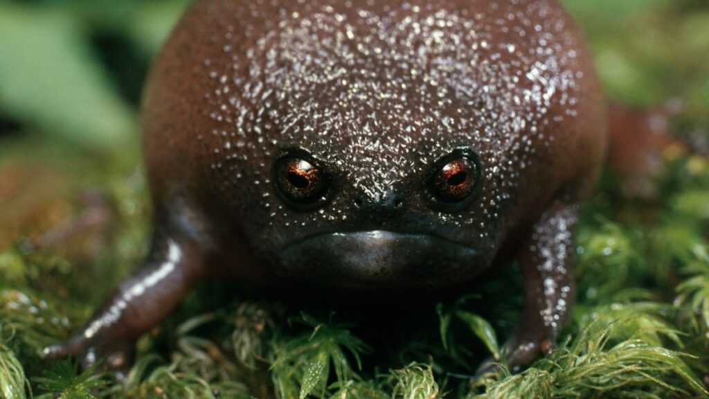 Black rain frog