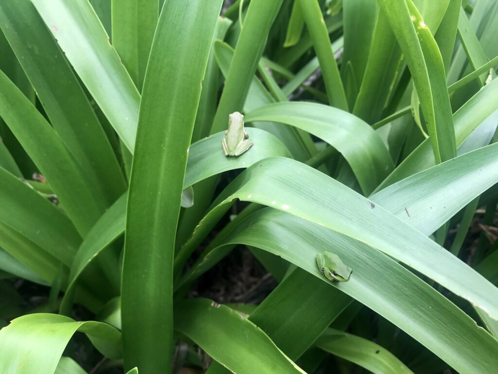 the Eastern Dwarf Tree Frog (Litoria fallax)