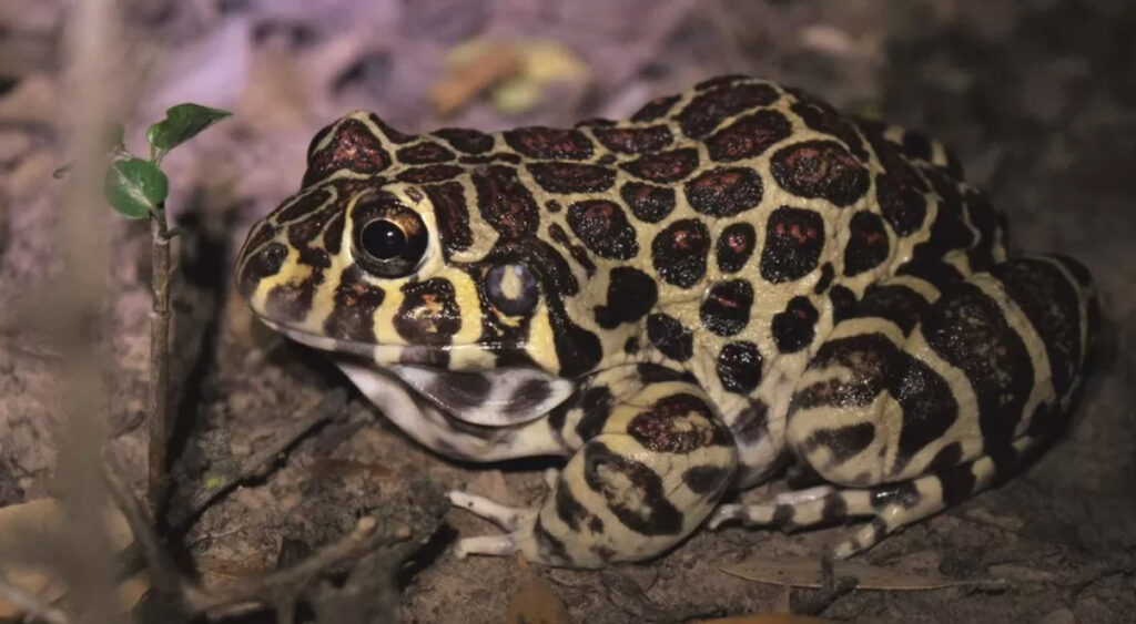 Santa Fe Frog