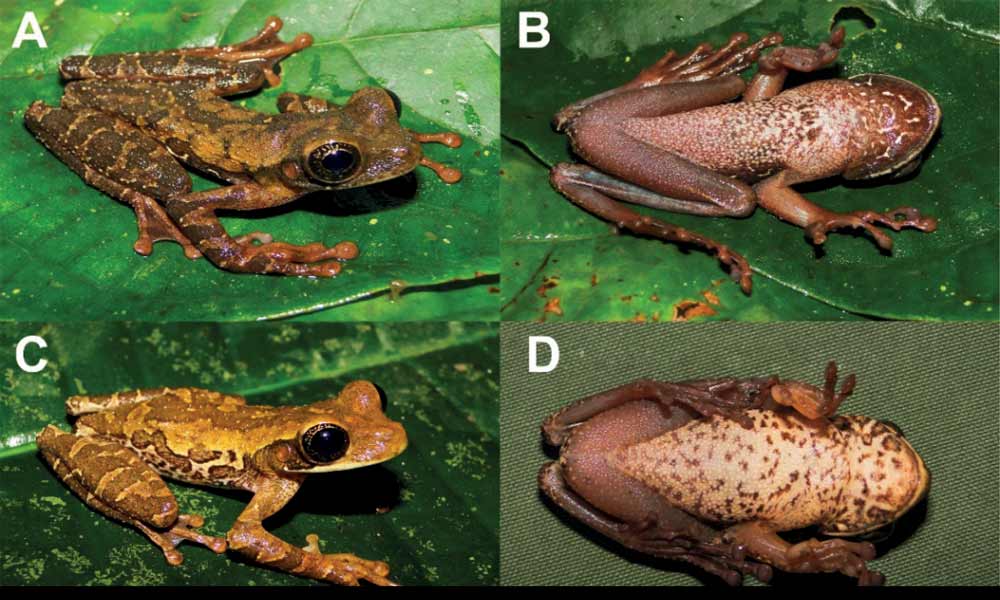 New species of frog—Osteocephalus vasquezi, iving high in the Andes