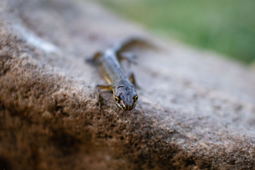 Crocodile newt