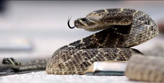 Researchers discovered the phenomenon of "social buffering" across the reptiles