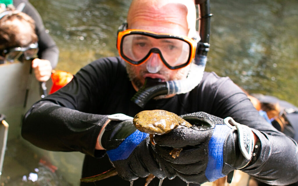 Hellbenders, are disappearing. No one knew why.
