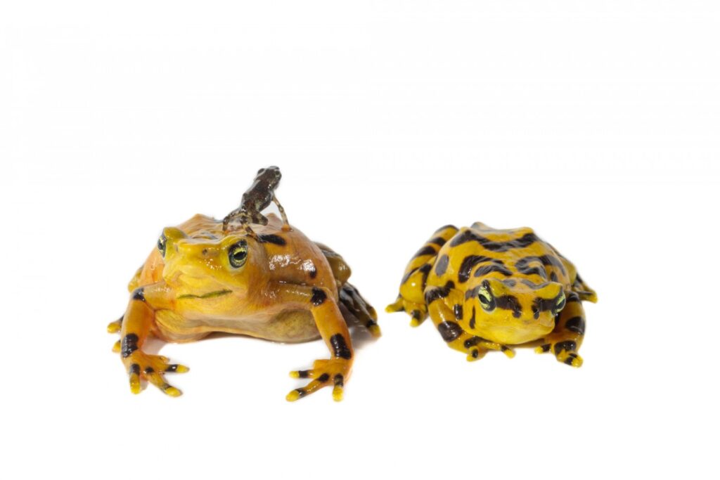 Panamian golden frogs