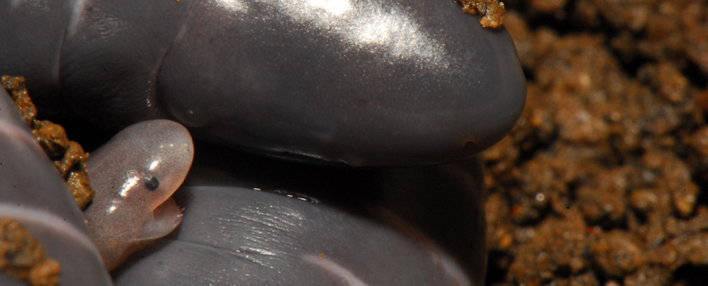 Caecilian