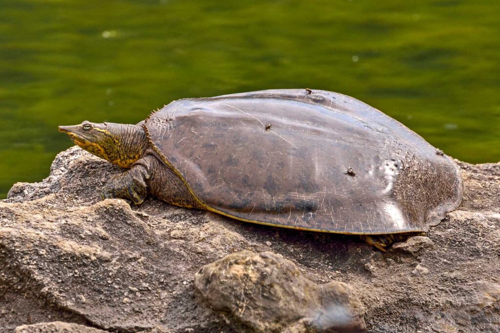 The eastern spiny softshell turtle