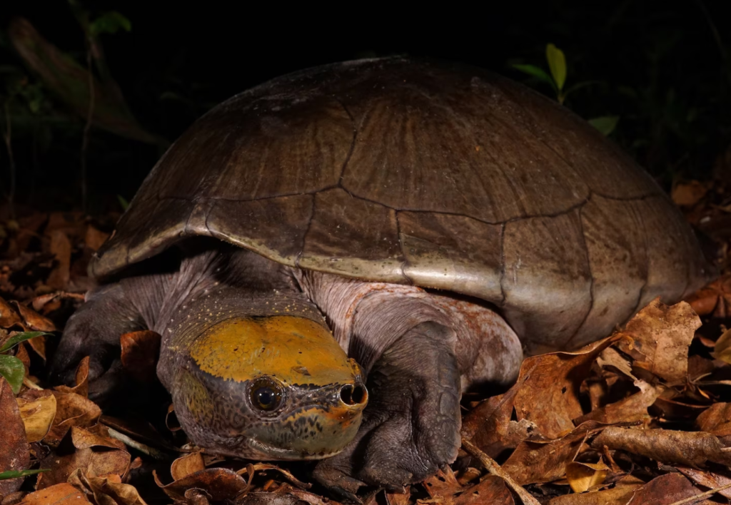Central American river turtle—locally known as a hicatee