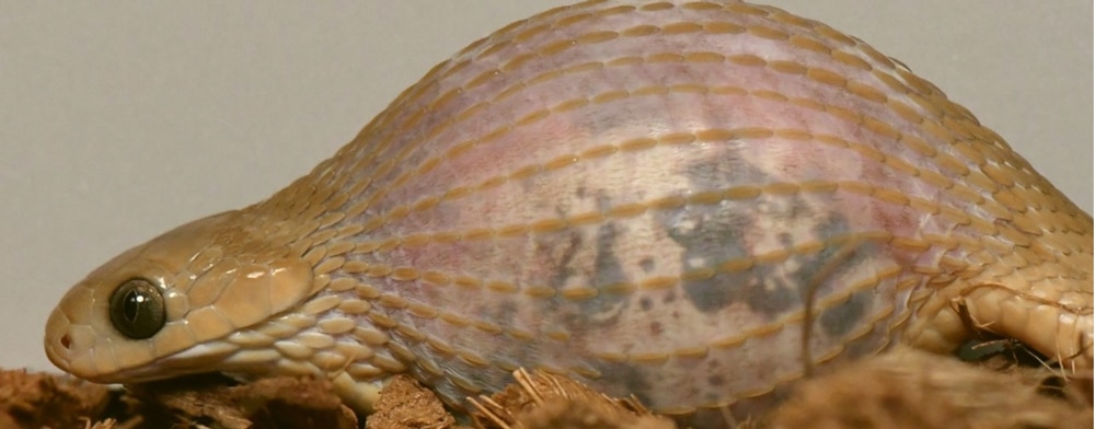 The Gans’ egg-eating snake (Dasypeltis gansi)